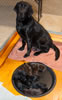 Garmin and pups, Day 1. December 14, 2012.