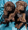Garmin Chocolate males, Day 30. Collar colors Blue & Red. January 12, 2013.