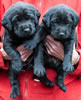 Matlock/Garmin Black male pups, day 26. Collar colors Green & Yellow. January 8, 2013.