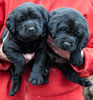 Matlock/Garmin Black male pups, day 26. Collar colors Purple & Blue. January 8, 2013.