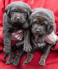 Matlock/Garmin Chocolate male pups, day 26. Collar colors Red & Blue. January 8, 2013.