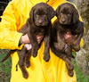 Matlock x Garmin Chocolate male pups, Day 51. February 1, 2013. Collar color Red & Blue.