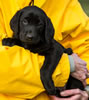 Matlock x Garmin Black male pup, Day 51. February 1, 2013. Collar color Yellow.