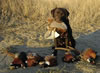 Abe, age 2 hunting in southwestern North Dakota, October 2005