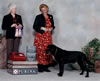 Abe won Best Dog and Best of Winners, a five point major, at the Lower Mainland Dog Fanciers of British Columbia, Canada Show in October 2007. Abe was shown by professional handler, Cindy Meyer, Rocking M Retrievers, Spanaway, WA, (www.rockingmlabs.com)