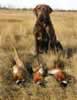 Merganser's Ferris Bueller MH, WC age 18 months pheasant hunting in southwestern North Dakota, October 2004