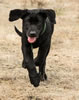 Registered Labrador Retriever Male For Sale