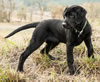 Registered Labrador Retriever Male For Sale