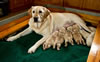 Ruby and pups, Day 8. February 10, 2012