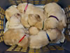 Zip/Ruby basket full of pups, Day 17. February 19, 2012