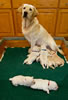 Ruby and pups, Day 17. February 19, 2012