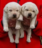 Zip/Ruby male pups, Day 21. February 23, 2012. Collar colors Blue & Purple
