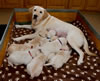 Ruby and pups, Day 24. February 26, 2012