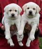 Zip/Ruby Female Pups, Day 37. March 10, 2012. Collar colors Red & Pink Print