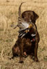 Int/Nat CH Merganser's Go Daddy JH, age 2, pheasant hunting in North Dakota, October 2012.
