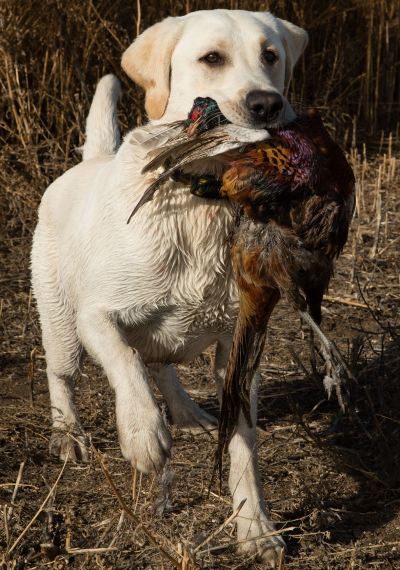 Labrador Retrievers And Puppies In Oregon Nat Ch Merganser S Hawkeye Gruden Sh Wc