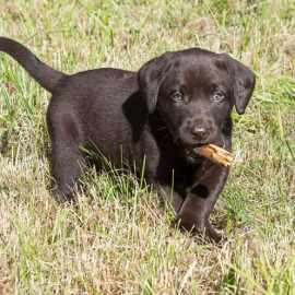 Puppies