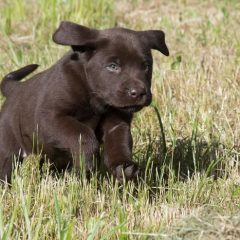 puppy